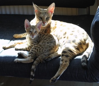 Savannah Cat Shetani F1
